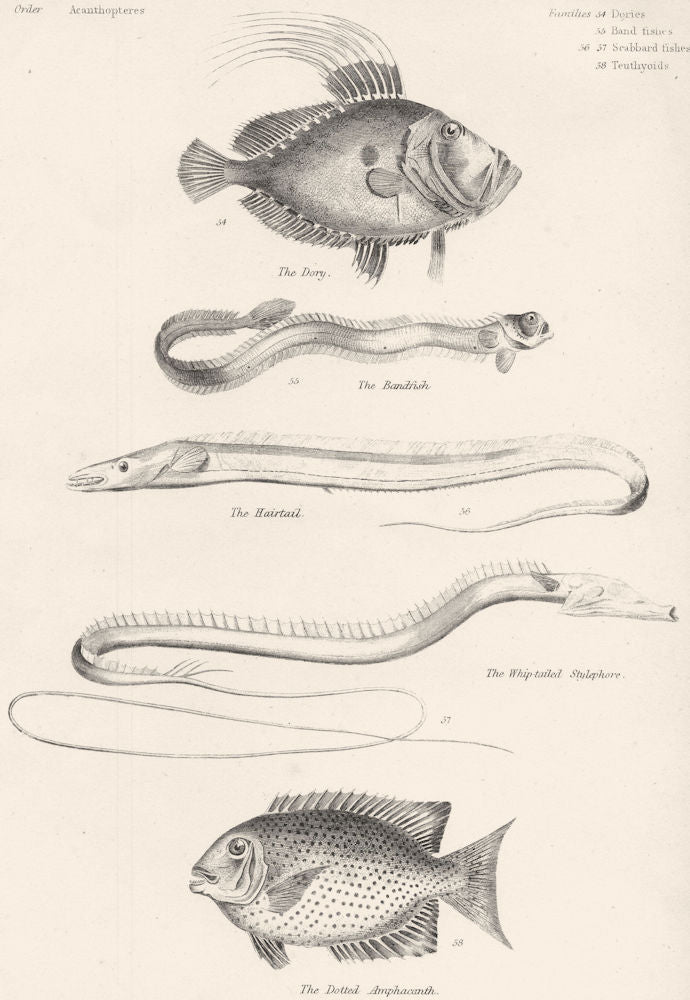 FISH.Fishes;Dory;Bandfish;Hairtail;Whip-tailed Stylephore;Dotted Amphacanth 1860